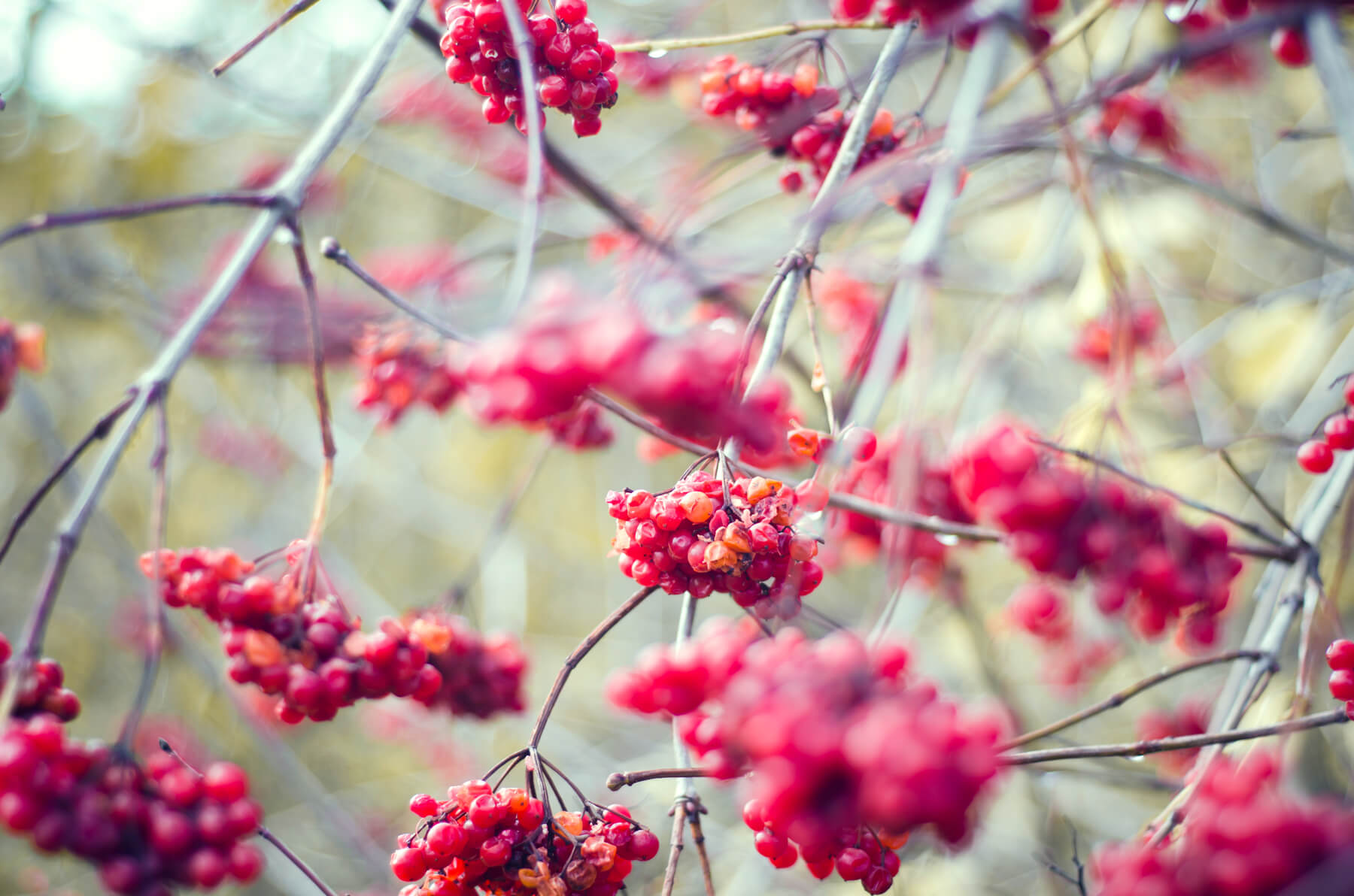 Cranberry | Personalisierte Vitamine