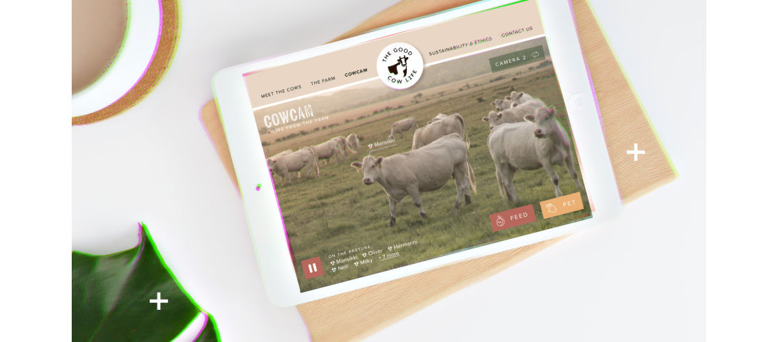 Cow farm website
