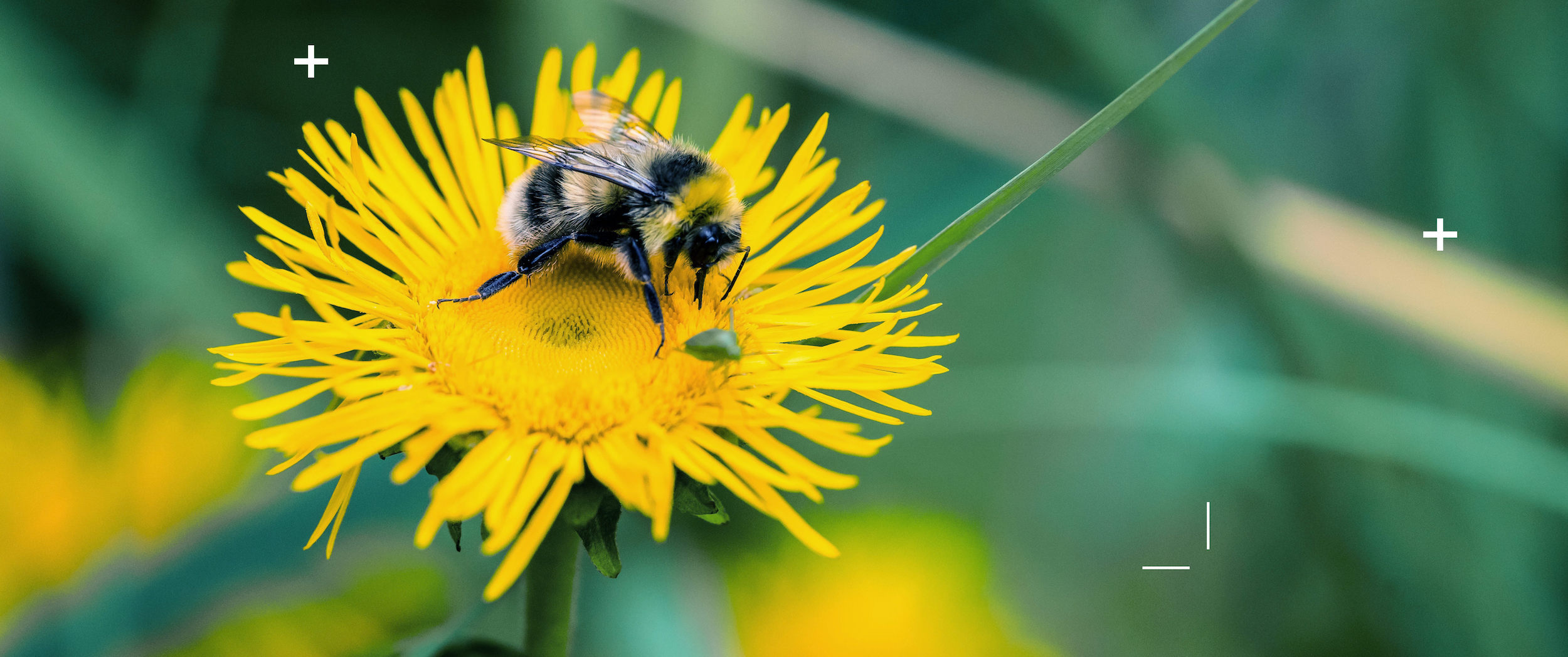 A bee on a sunflower