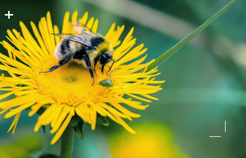 A bee on a sunflower