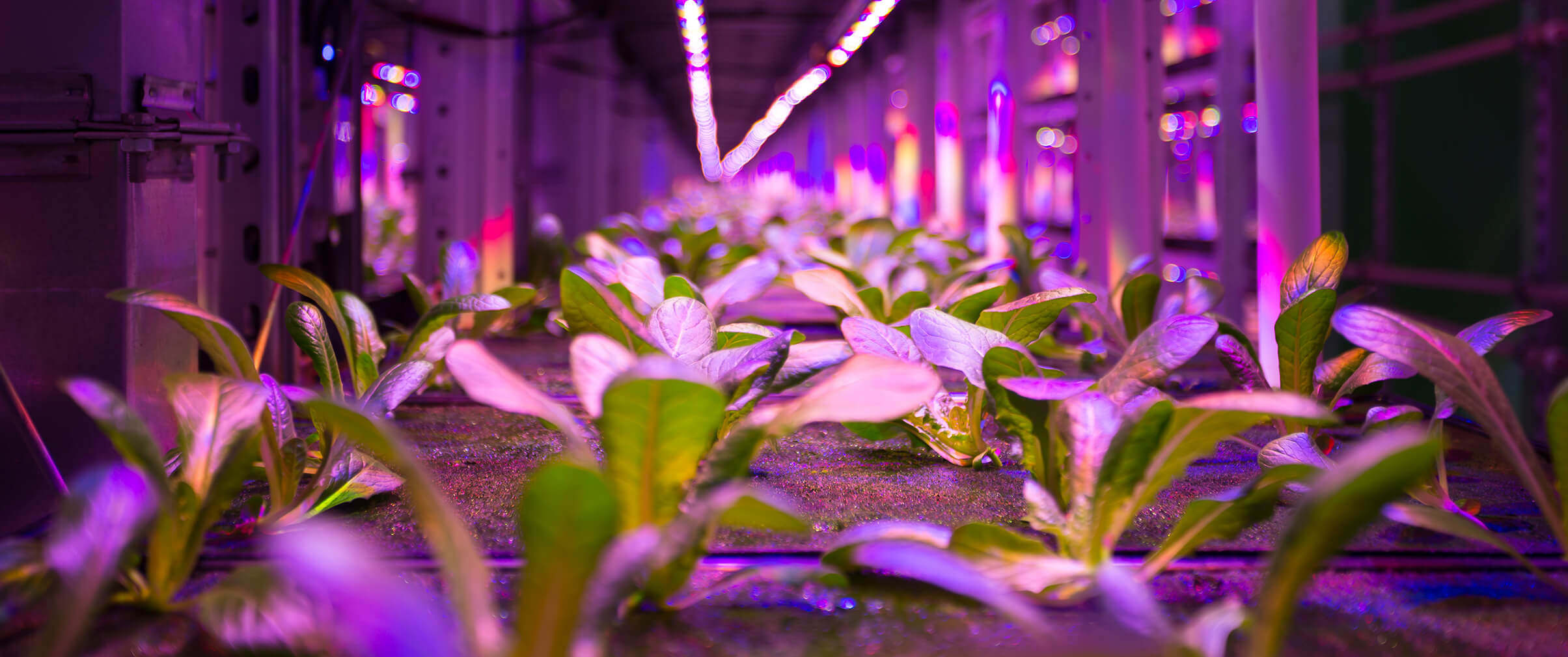Plants grown indoors with ultraviolet light