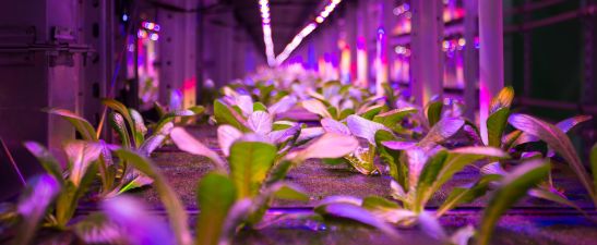 Plants grown indoors with ultraviolet light