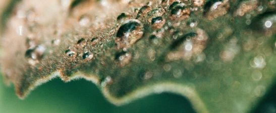 Water droplets on a leaf