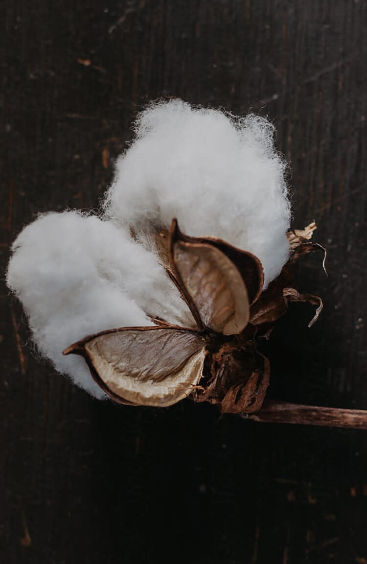 organic-cotton-plant