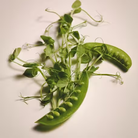 Pea