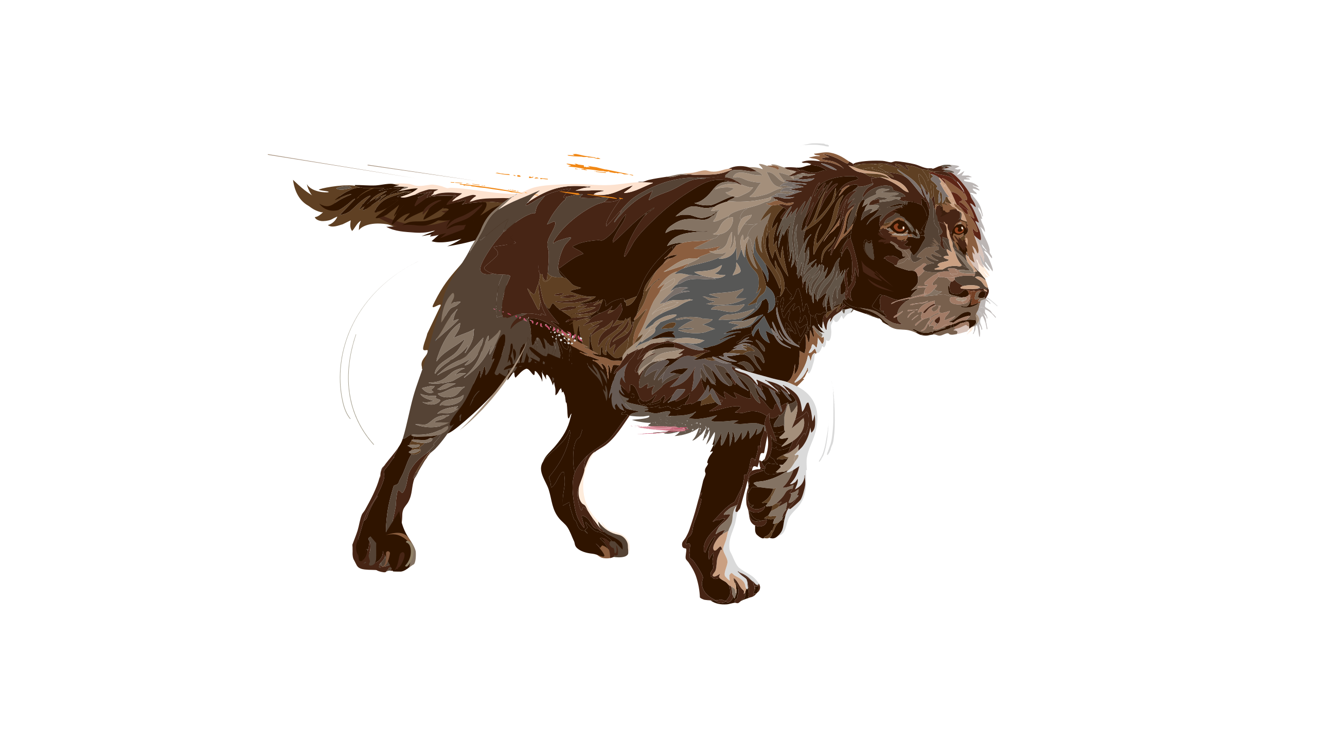 Carnilove-Illustration-Dog-Adult-True-Fresh