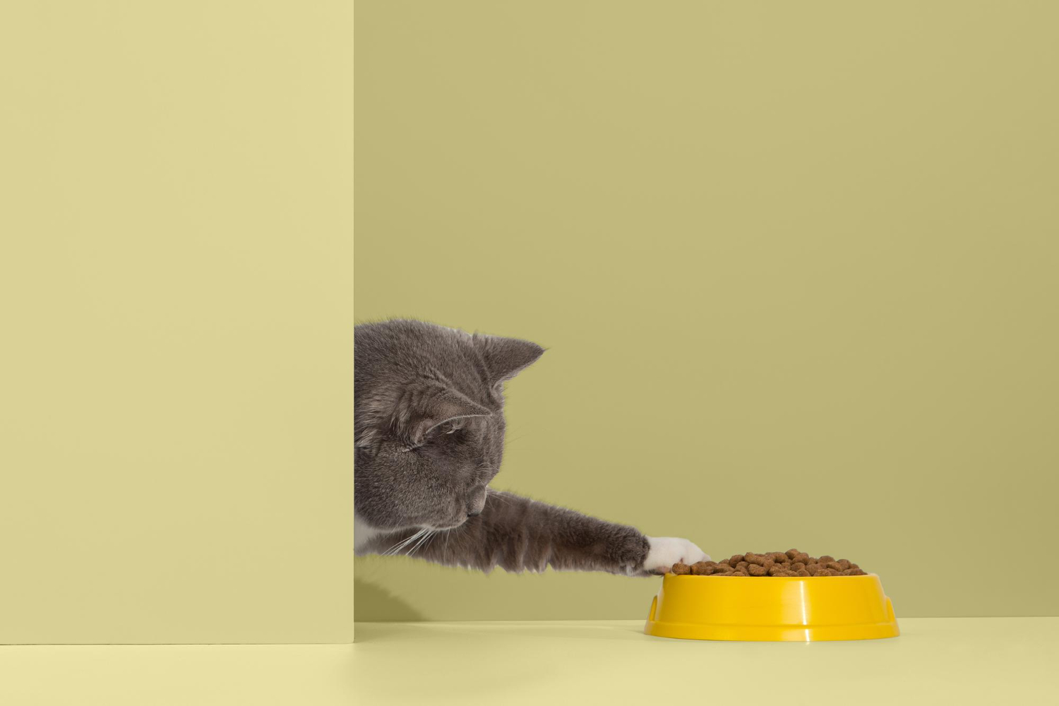 How Many Times a Day Should You Feed Your Cat? A Practical Guide for Cat Owners
