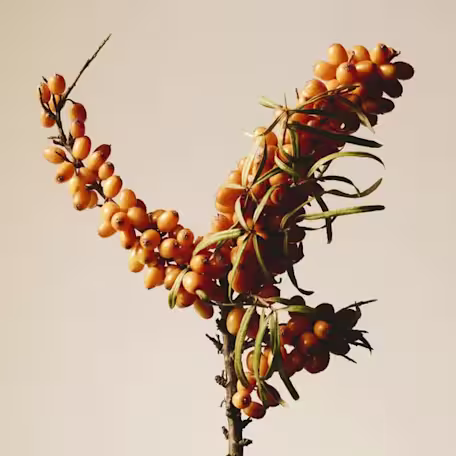 Sea buckthorn