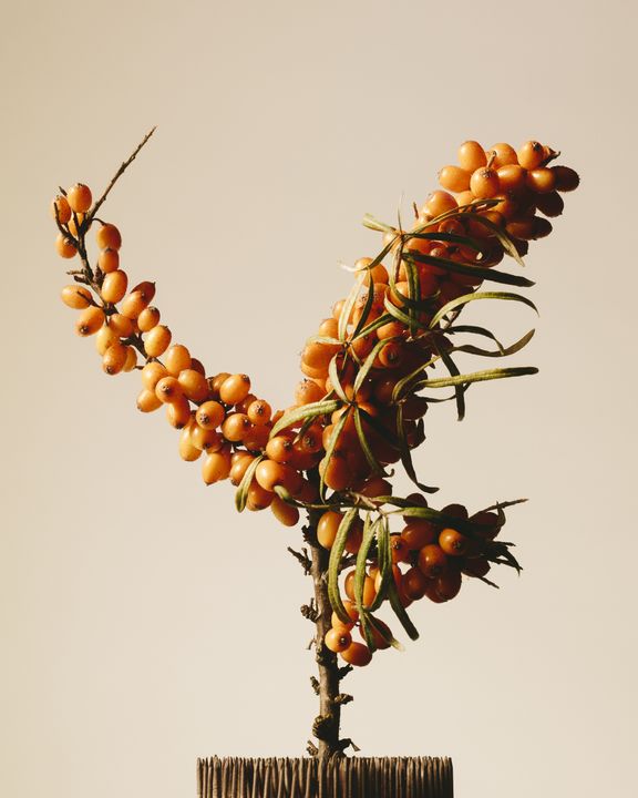 Sea buckthorn