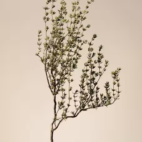 Thyme