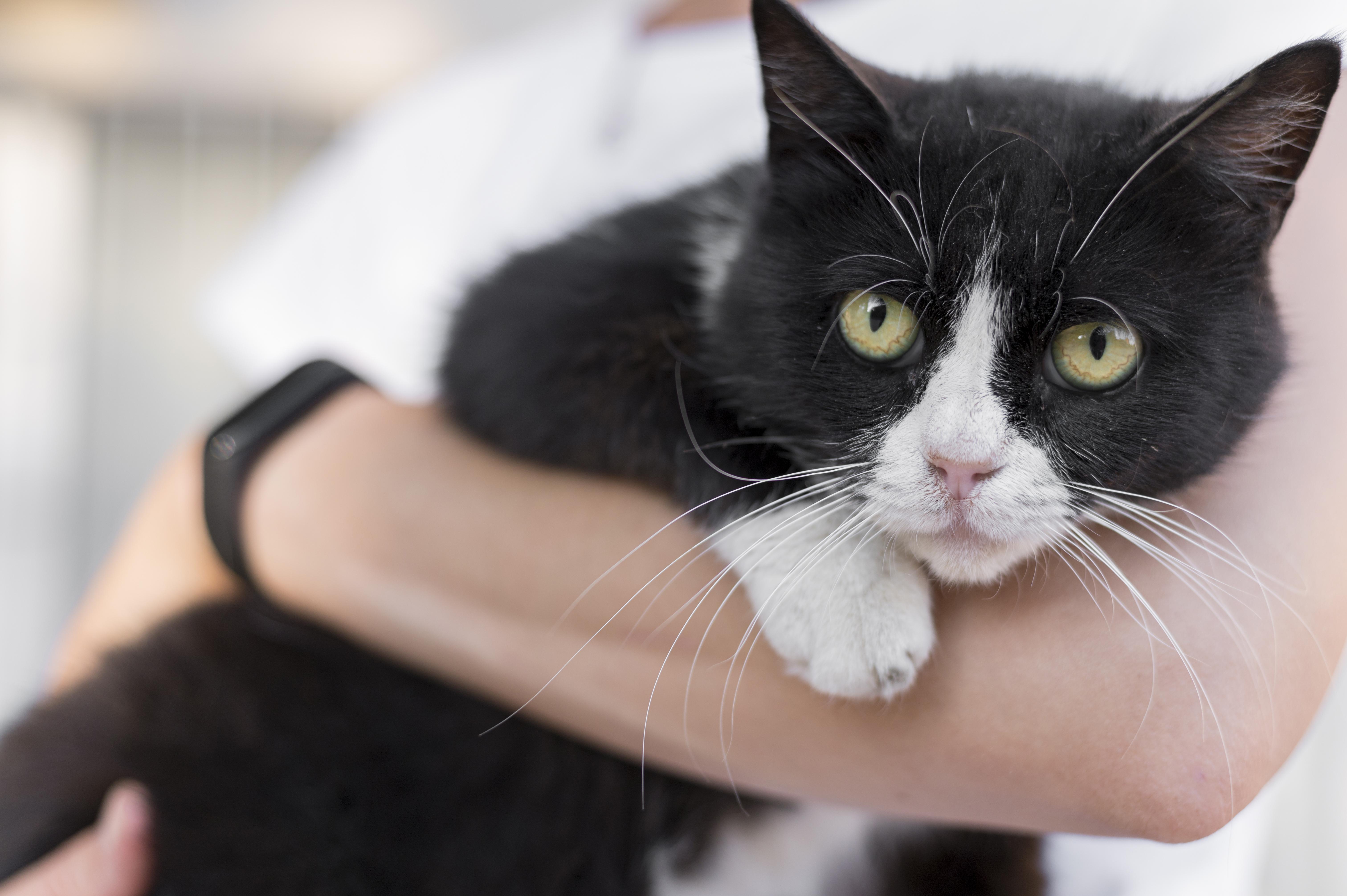 The cat is being held