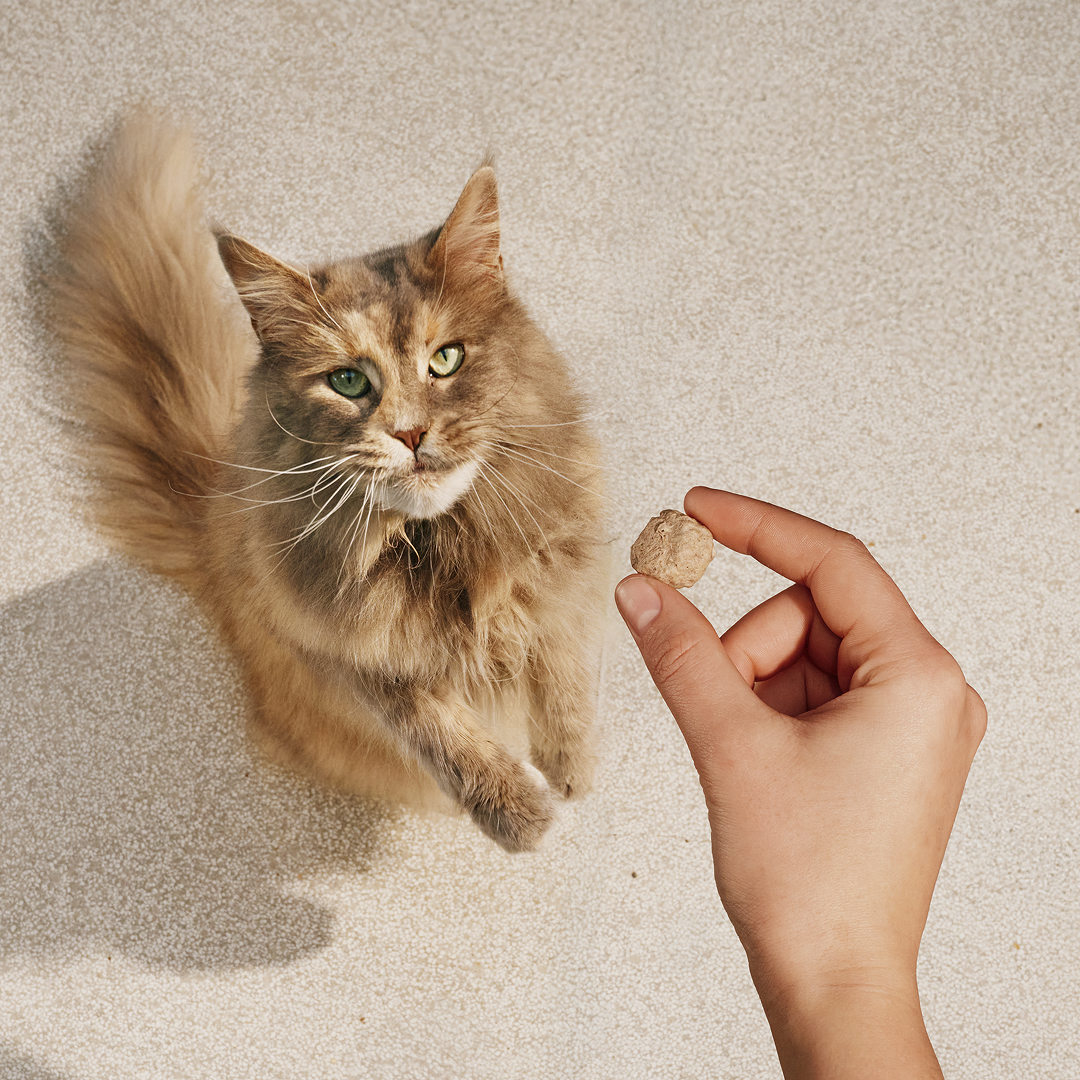 beef/40g/101112437 8 EN