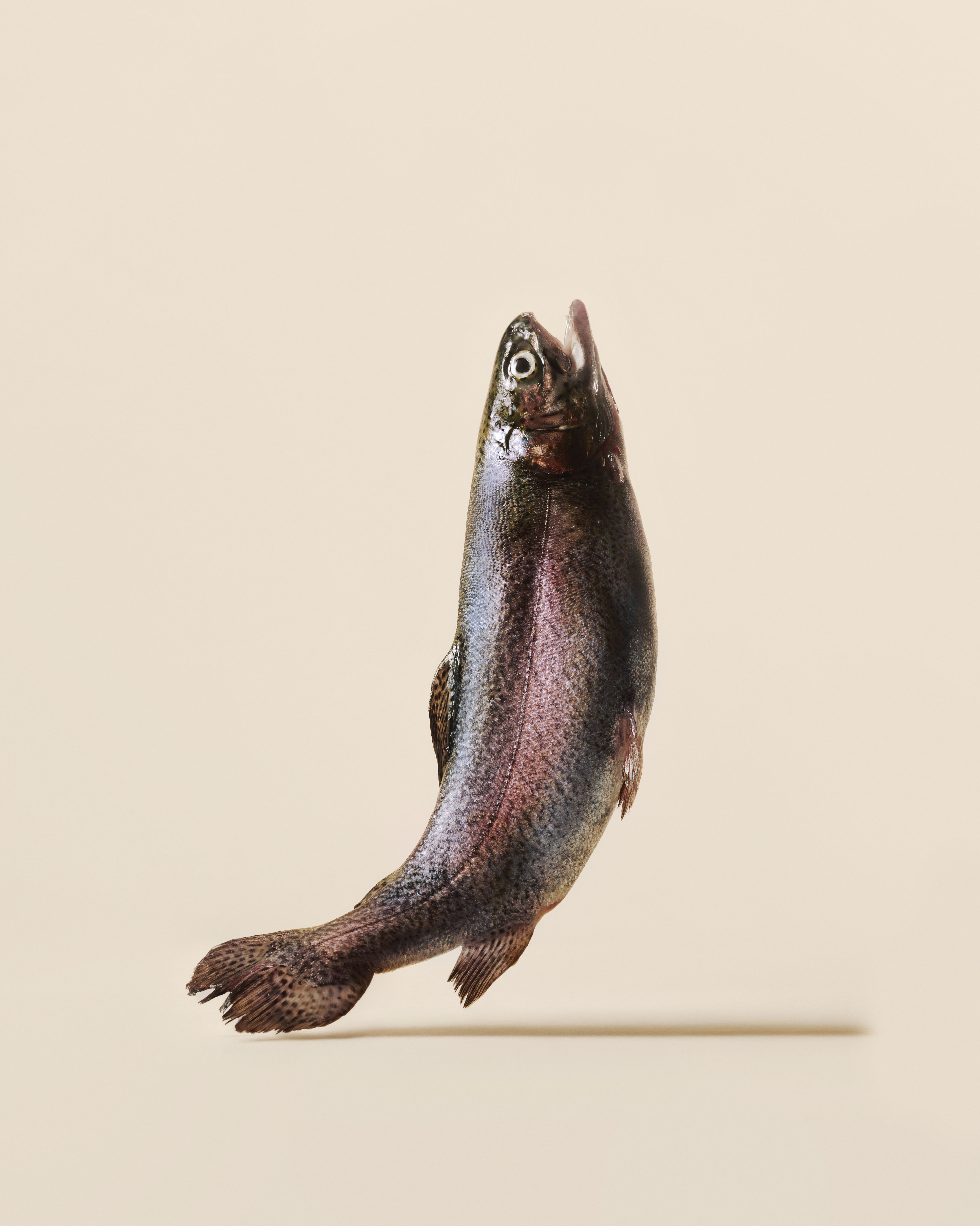 Trout