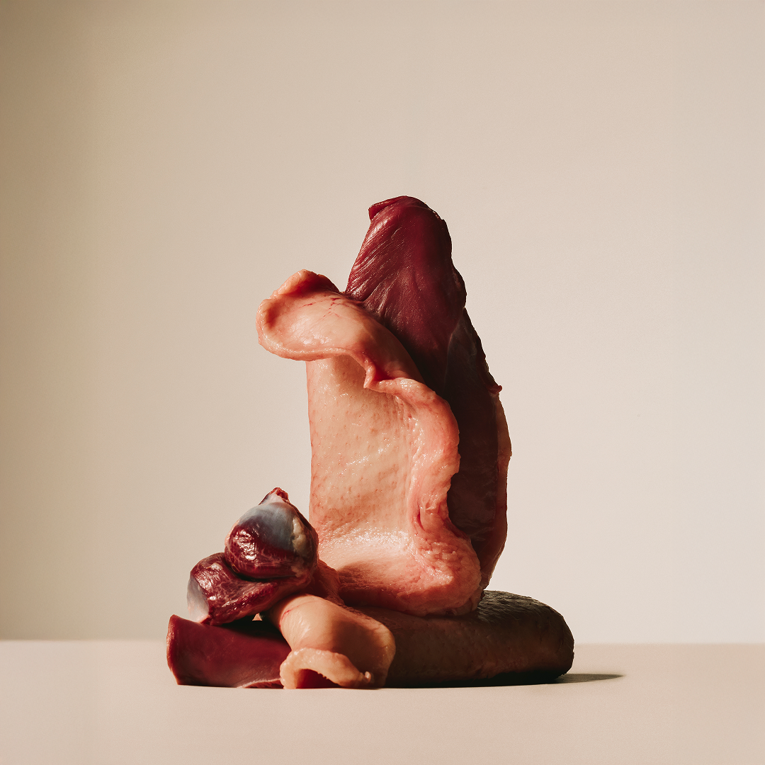 duck pheasant/104101388 3 EN