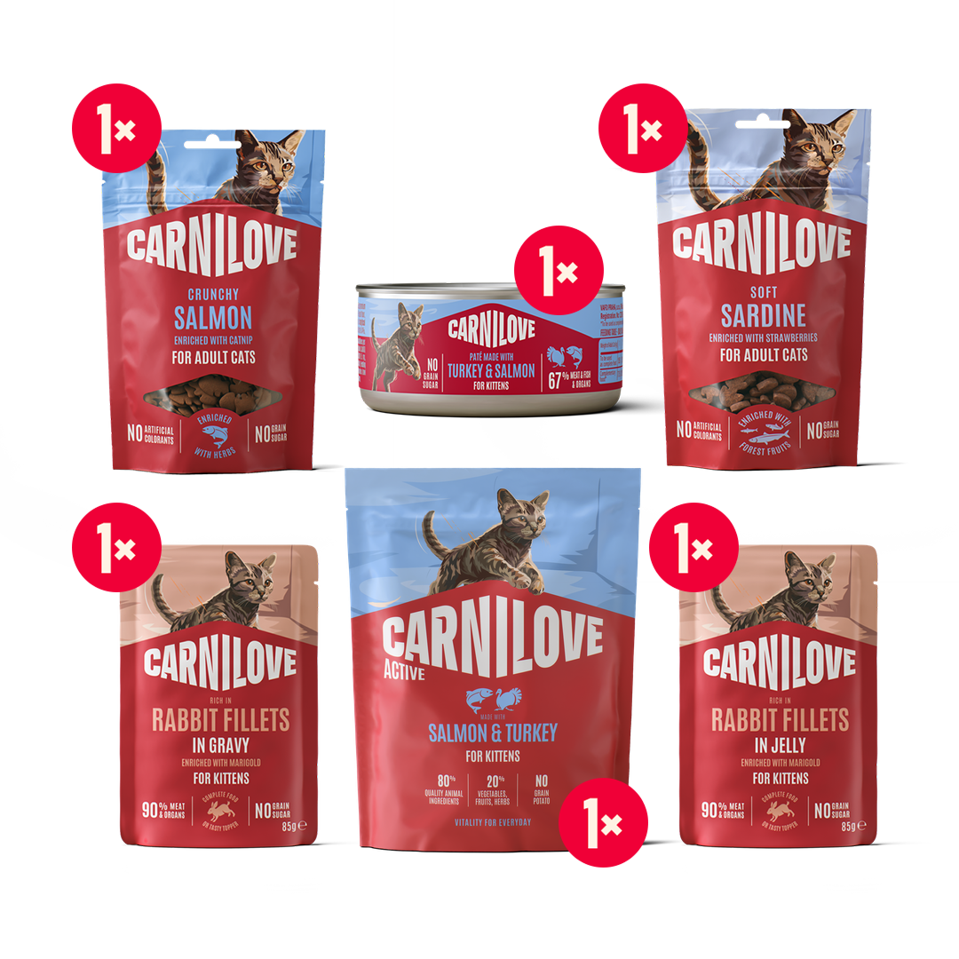 ACTIVE Kitten starter pack