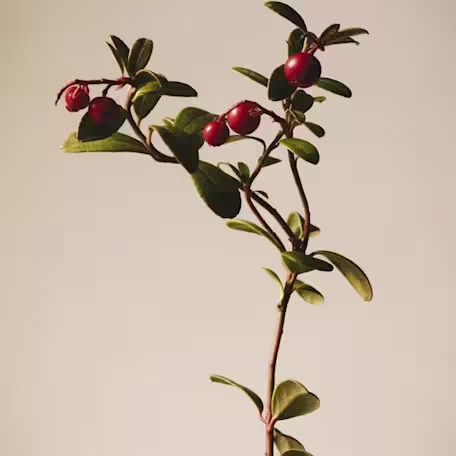 Cranberries