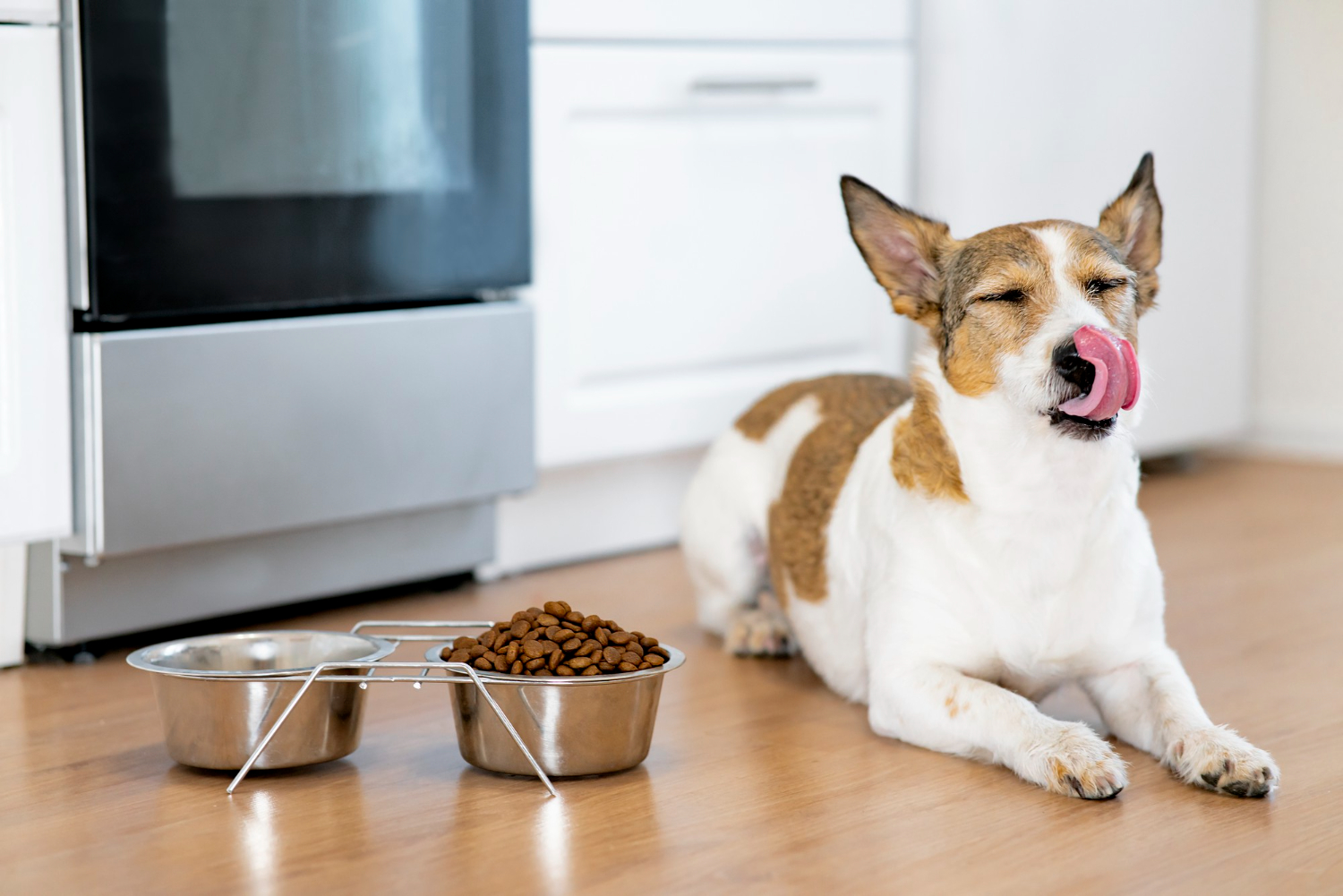 How many times a day should you feed your dog? Principles of proper dog nutrition.