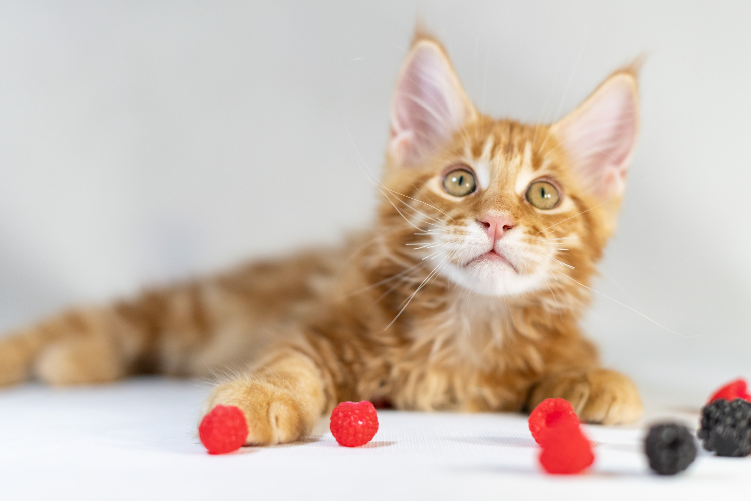 cat sitting next to raspberries