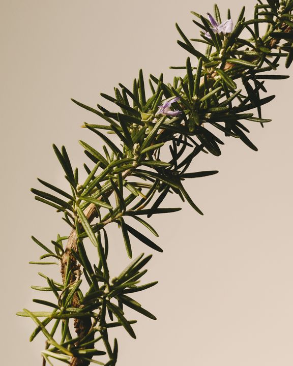 Rosemary