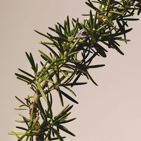 Rosemary