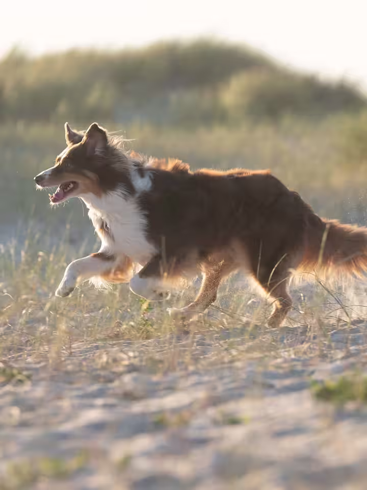 Running dog on a field, from the side