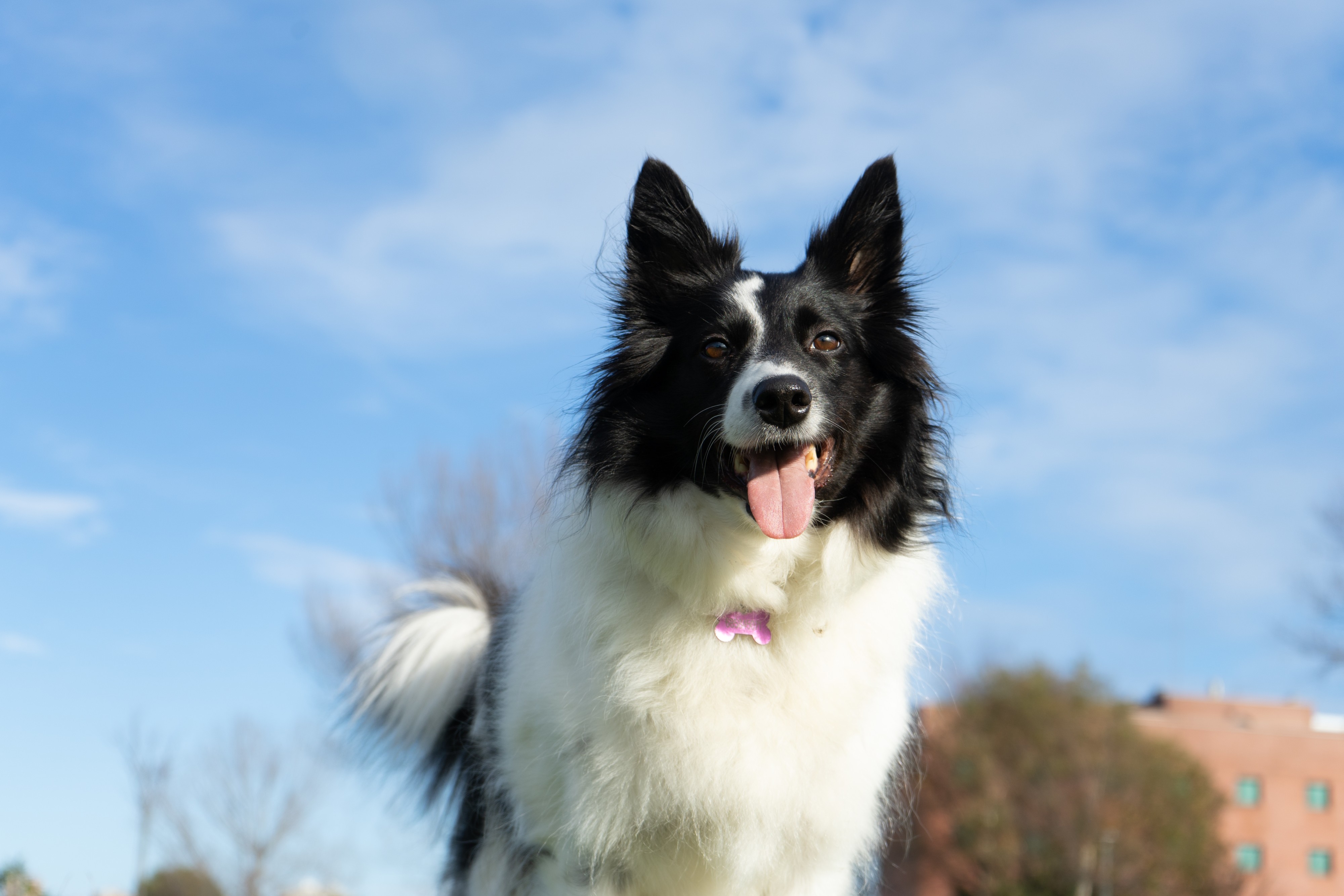 A Happy Border Collie Dog