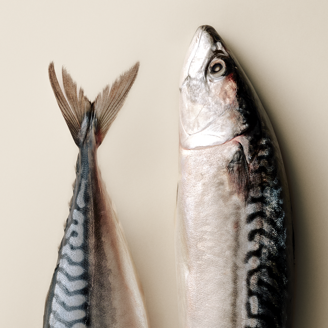 103100800 3 SK