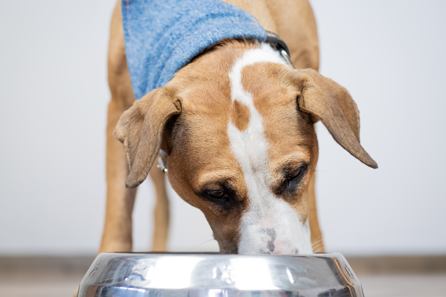 Can Dogs Eat Eggs? Everything You Need to Know