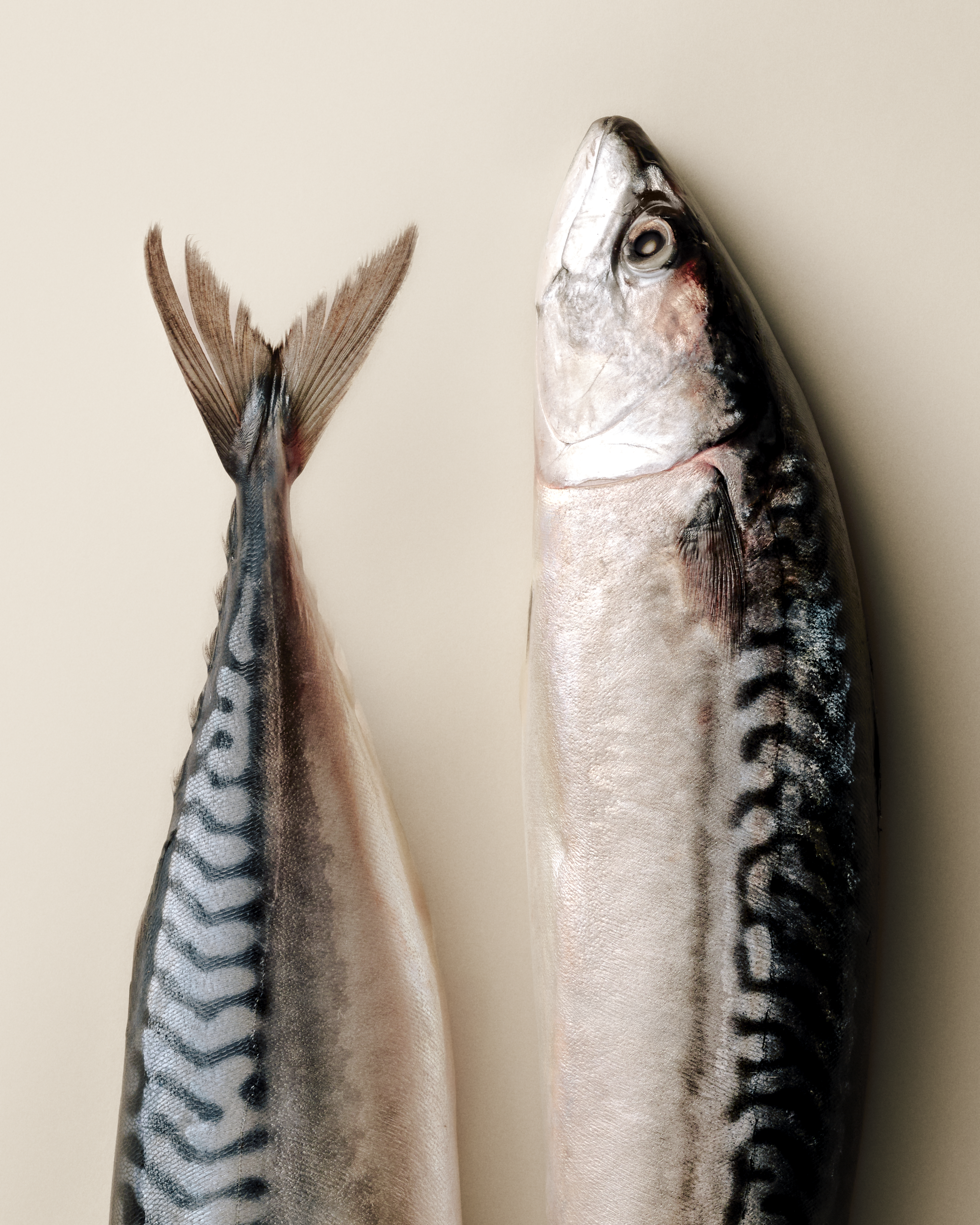 Mackerel