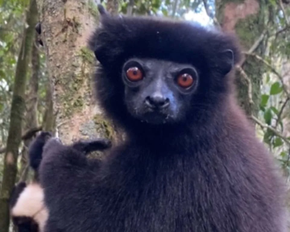 Billede lemur