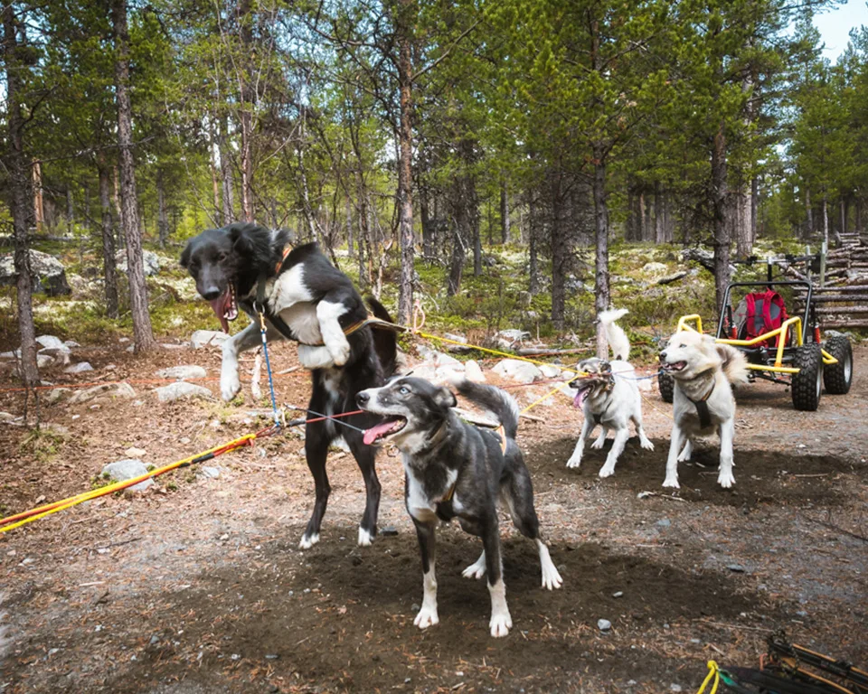 Glade hunde