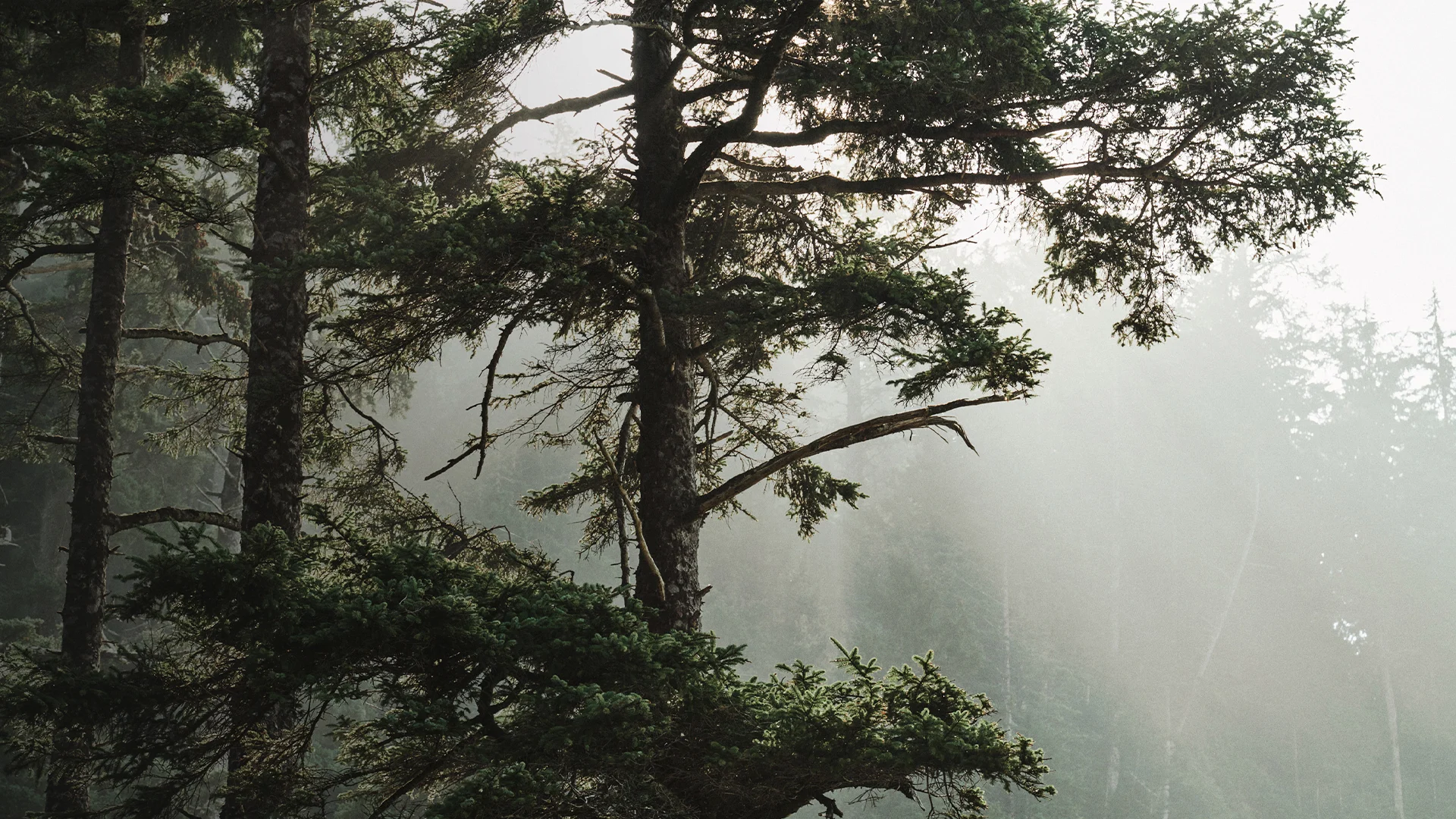 SPORT 24’S - Certificeringer - Naturlige fibre (ESG) - topbillede