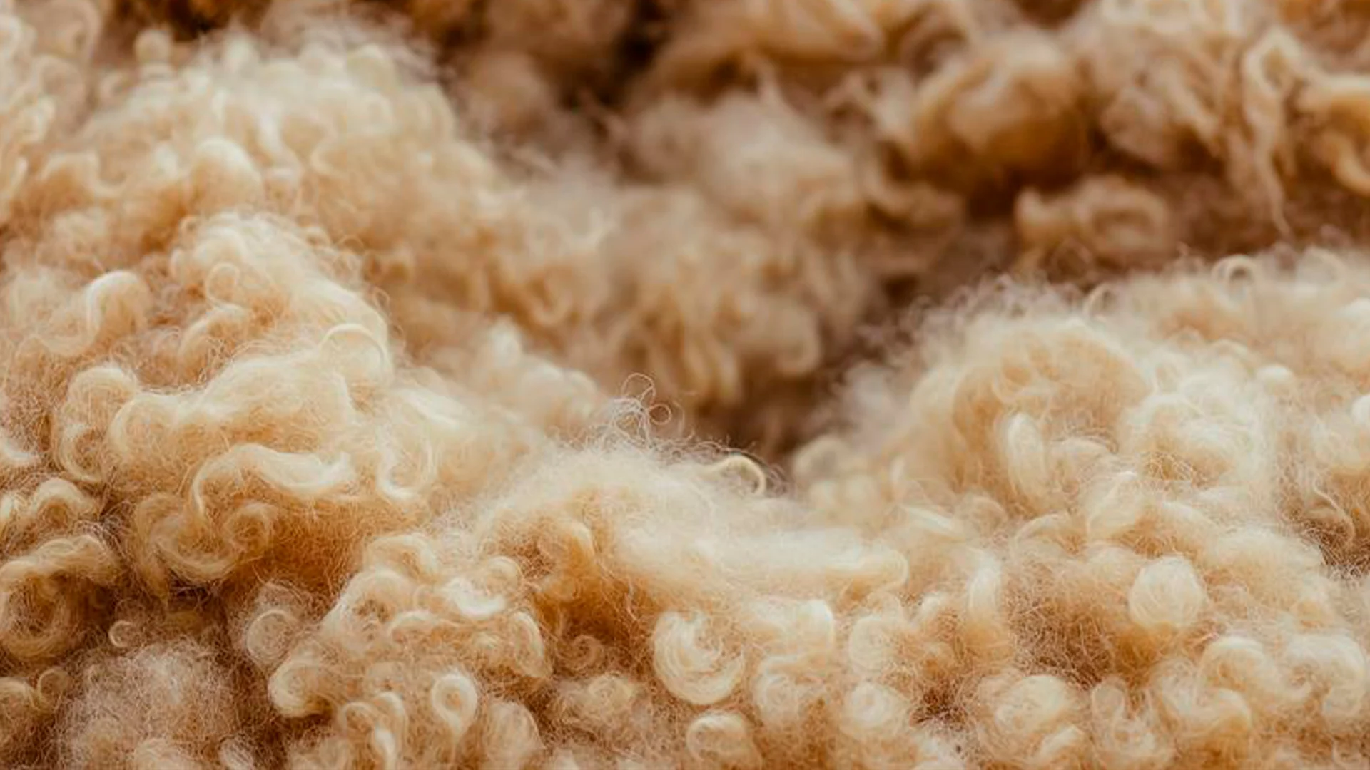SPORT 24’S - Certificeringer -Responsible wool standard (RWS) (ESG) - Forbyder RWS mulesing?