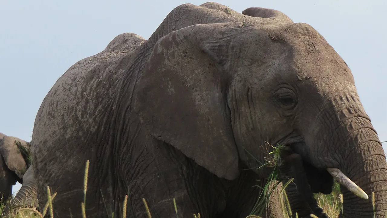 Billede elefant