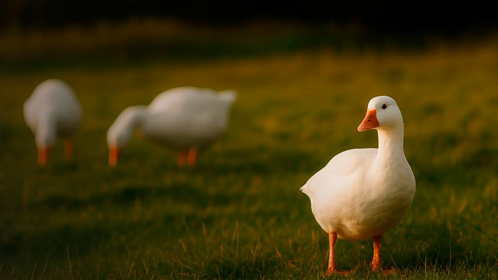 SPORT 24’S - Certificeringer - Responsible Down standard (RDS)  (ESG) - topbillede