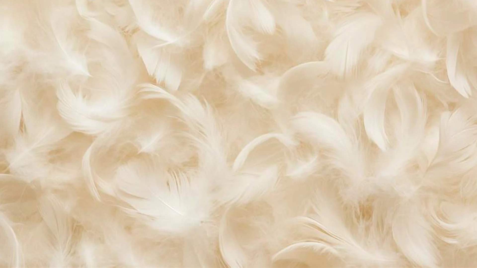 SPORT 24’S - Certificeringer - Responsible Down standard (RDS)  (ESG) - Er RDS en garanti for ansvarlighed?