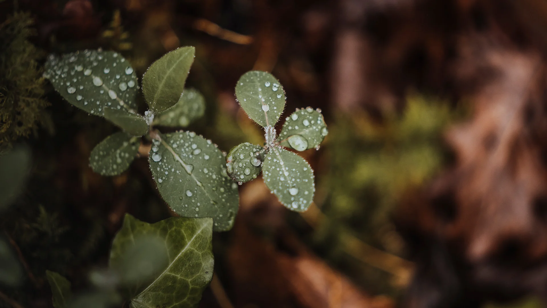 SPORT 24’S Partnerskaber (ESG) - full width billede - Certificeringer