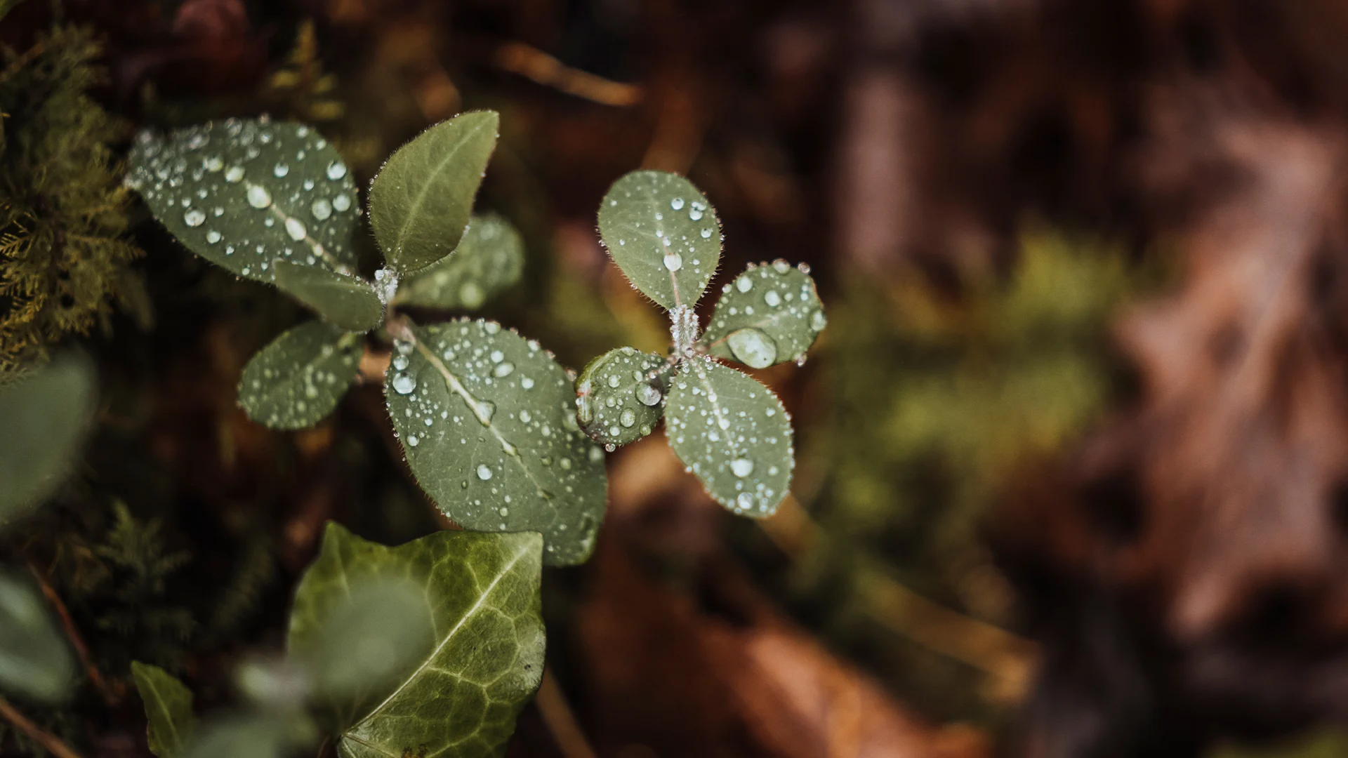 Aftryk i samfundet (ESG) - tekst og billede - Certificeringer