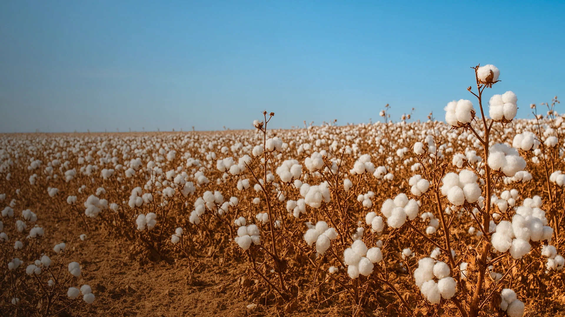 SPORT 24’S - Certificeringer - Better cotton initiative (ESG) - topbillede