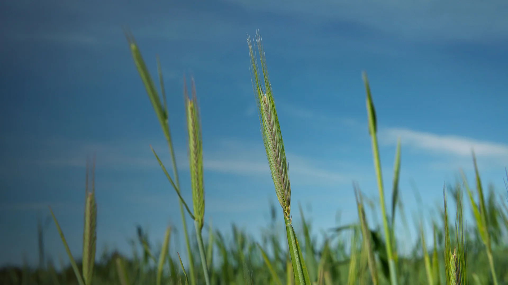 SPORT 24’S - Certificeringer - Miljø og kemi - Svanemærket  (ESG) - topbillede