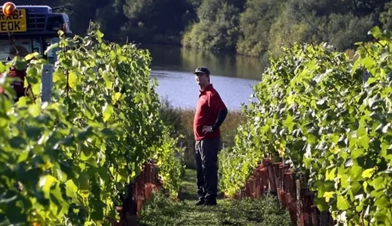 Vineyard Partners - Windsor Great Park Brut Card image