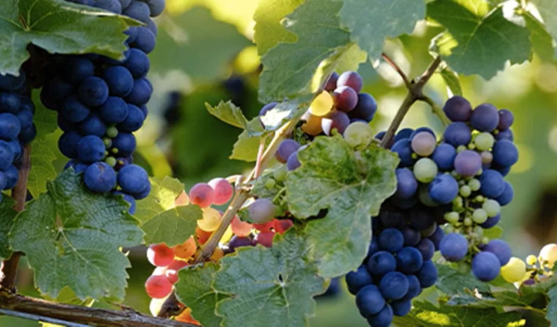 Grapes Article - Image