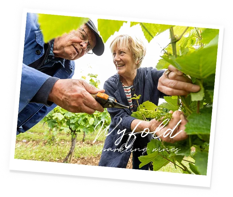 Vineyard Partners - Wyfold News - intro image