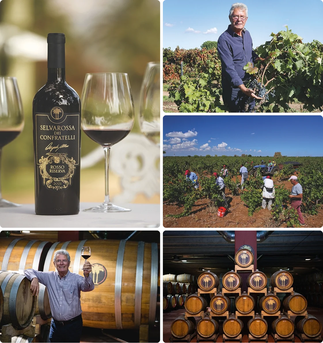 Vineyard Partners - Selvarossa - Intro section grid image