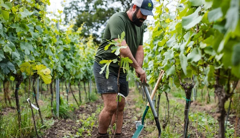 Vineyard Partners - Windsor Great Park News - image 