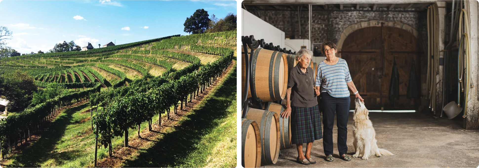 Vineyard Partners - Vierge Jurancon - Intro section bottom image