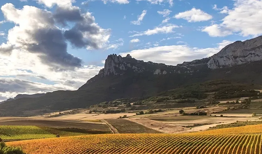 Vineyard Partners - News -Article altos image