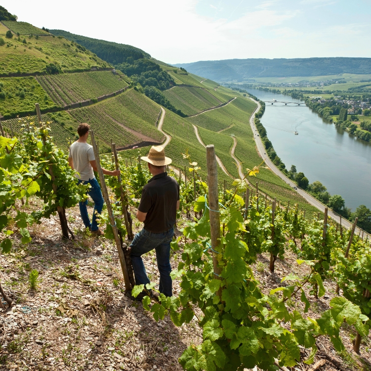 Vineyard