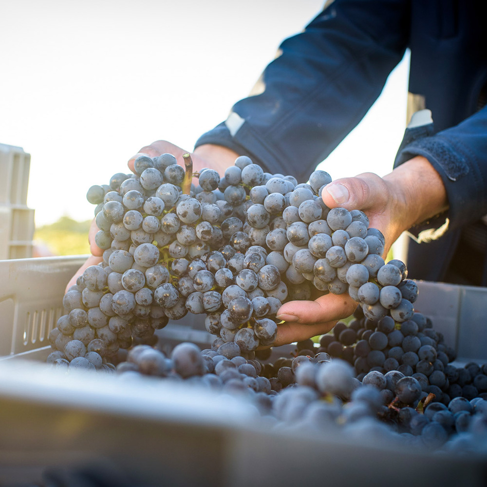 man holding red grapes 