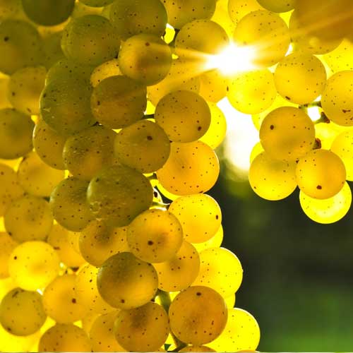 grapebunch with sun shining through them